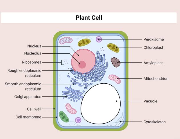 Cell structure and organization | NUEL