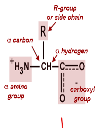 General structure of amino acids