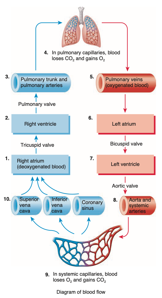 Cardiovascular System | NUEL