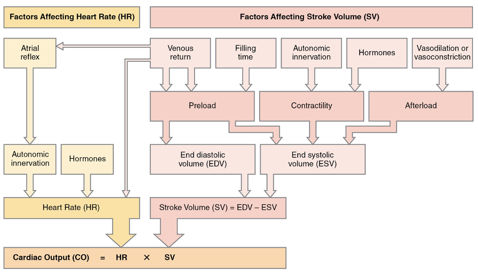Cardiac Output and Regulation | Regulation of Stroke Volume | NUEL
